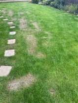 Help - I think DH has killed our new lawn