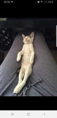 Is Ziggy a silly name for a girl kitten