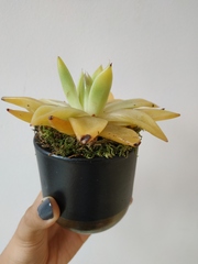 I'm killing my succulent! Can someone green-fingered help?