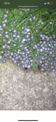Weird balls appeared from nowhere