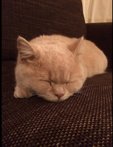 The Litter Tray Memorial Thread
