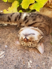 Thug Cat part 2. What, has this thing appeared again tonight?