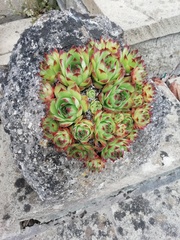 I'm killing my succulent! Can someone green-fingered help?