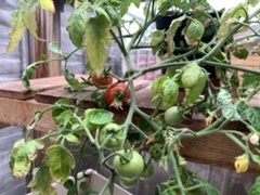 Allotment/Veg Patch Thread 15 - will winter ever end?