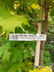 Trees for small gardens