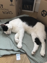 Senior rescue cat - the first days