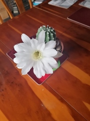 Triffid like cactus flower?