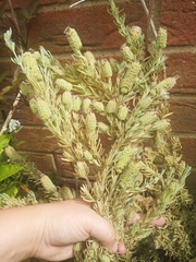 What's wrong with my lavender?