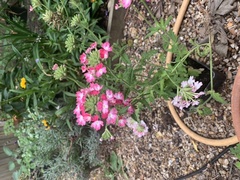 Plant ids please? Kindly given plants after week from hell!