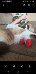 Cat tree purchase regret