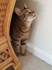 Thug Cat part 2. What, has this thing appeared again tonight?