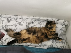What's your DCat up to today? (Thread 8)