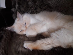 Two cats joined our family today! (includes photo)