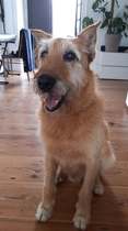 Adopting an old boy - am I crazy?