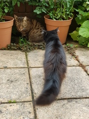 Thug Cat part 2. What, has this thing appeared again tonight?