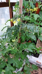 Penguin huddle 🐧🐧🐧 TTC after pregnancy loss - Thread 35 - time for some sticky BFP's