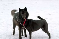 Wolf Body language
