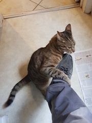 Thug Cat part 2. What, has this thing appeared again tonight?