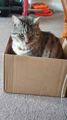 Help for a new cat owner!