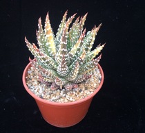 Succulent ID