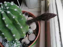 Triffid like cactus flower?