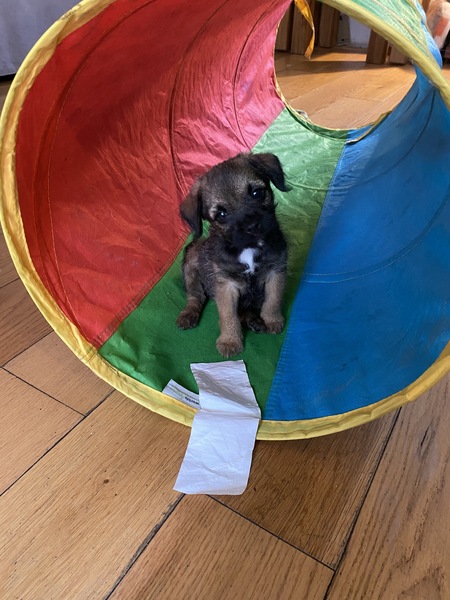 Puppy survival thread! July/August! Roll up!
