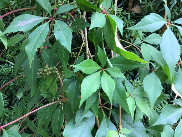 Help identifying plant