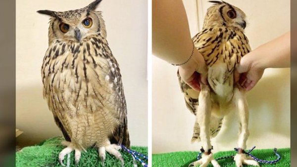 To kill the owl babies?