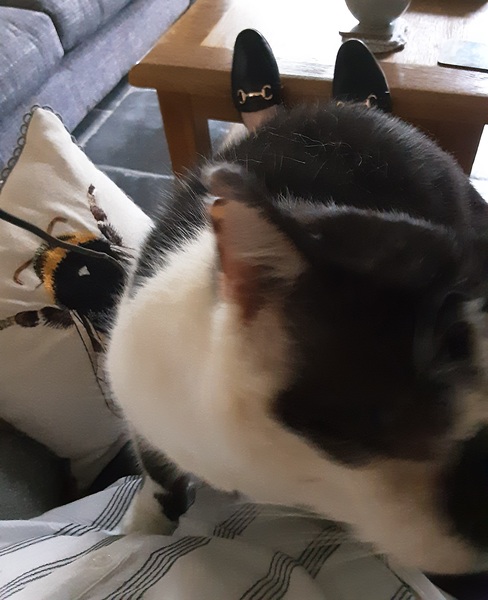 What's your DCat up to today? (Thread 8)