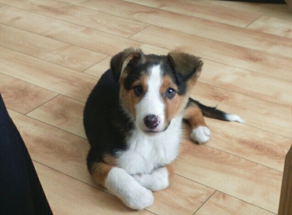 show me your dogs!