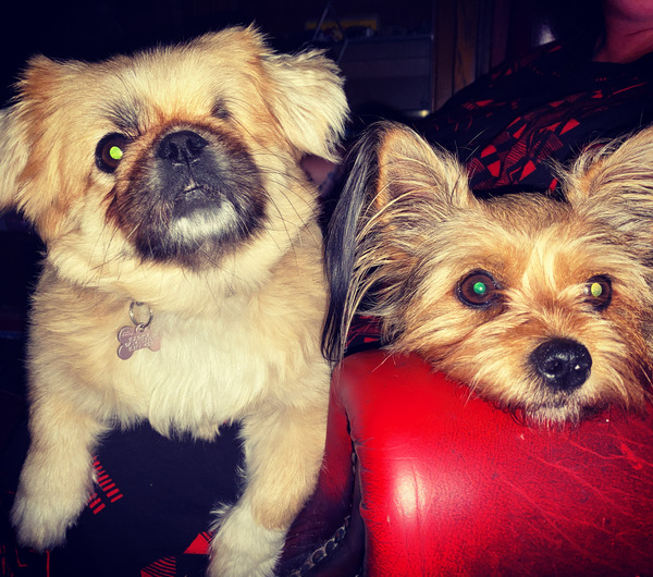 To think dog licenses should be re-introduced