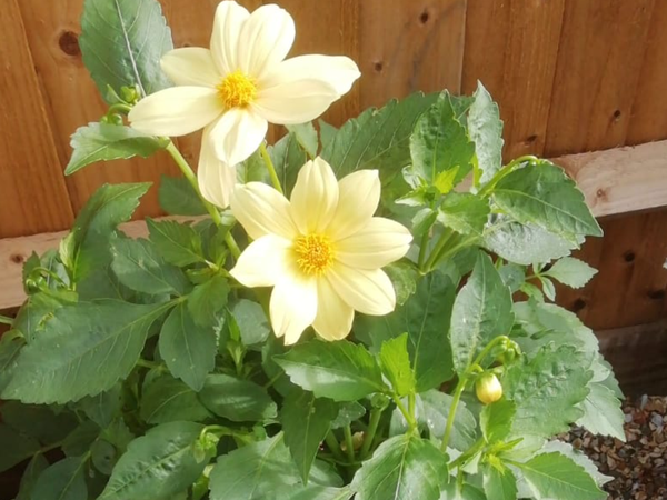 Please help identify this plant