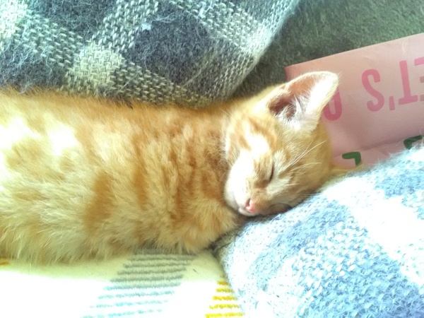 Photo thread for kittens!