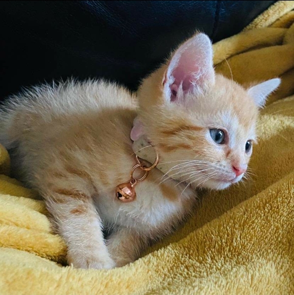 Kitten spam - pics attached and names needed!