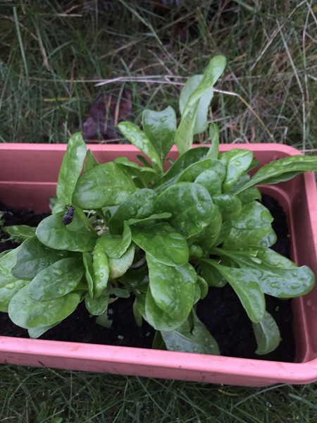 Help me identify this herb/salad?