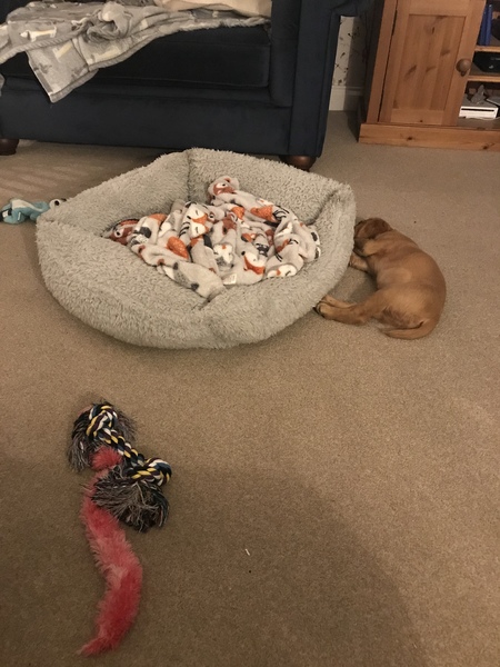 Puppy survival thread! July/August! Roll up!