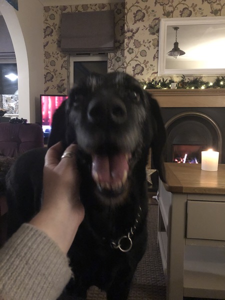 show me your dogs!