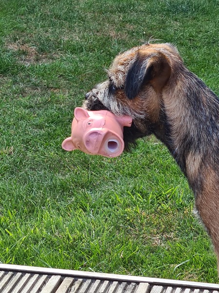 What is your dogs favourite toy?
