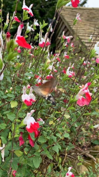 What is this on my flowers