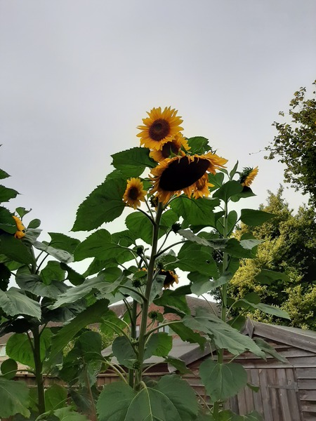 Westminstenders: PreGrades (Minority Report comes to the UK)