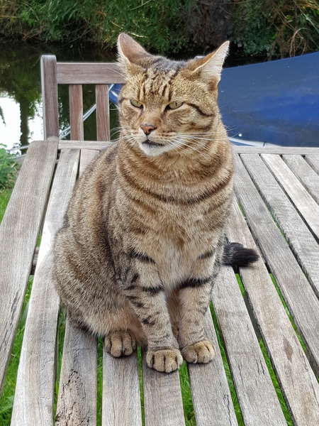 Thug cat part 3.  Unbidden guests are often welcomest when they are gone.