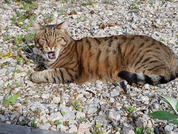 Thug Cat part 2. What, has this thing appeared again tonight?