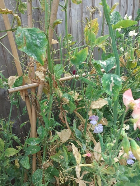 Sweet pea issues