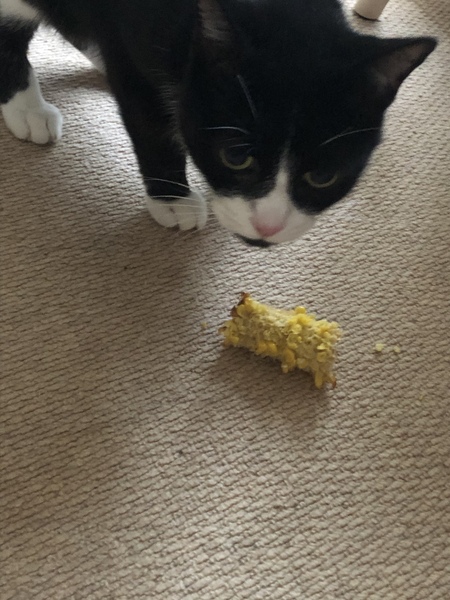 The mighty hunter