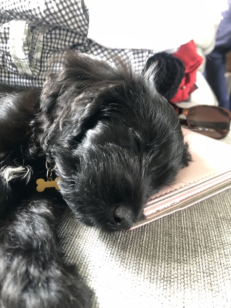 Puppy survival thread! July/August! Roll up!