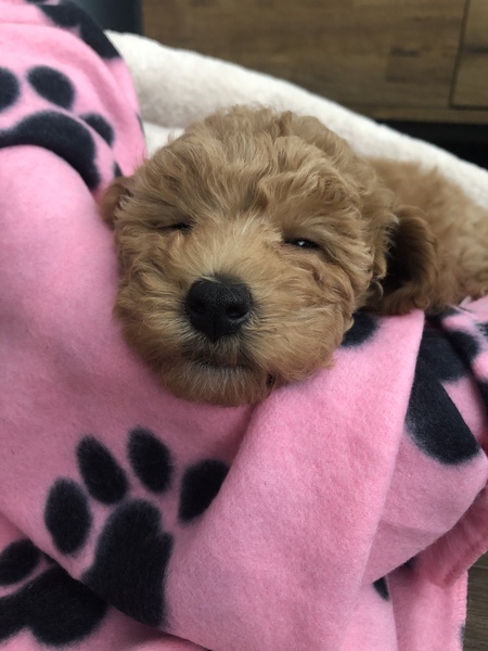 Puppy survival thread! July/August! Roll up!