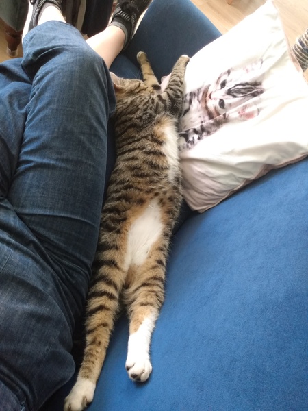 What's your DCat up to today? (Thread 8)