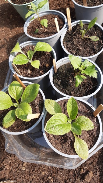 Ready to plant out?