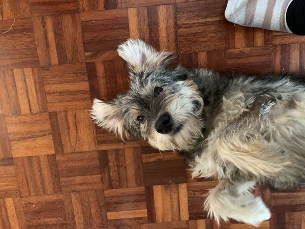show me your dogs!