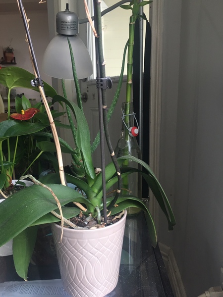 Plant and specifically orchid lovers, what does "soak it for 15 minutes" mean?